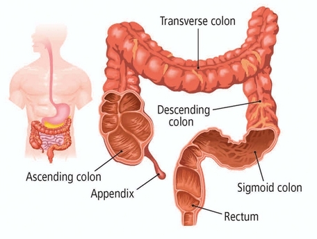 digestive system