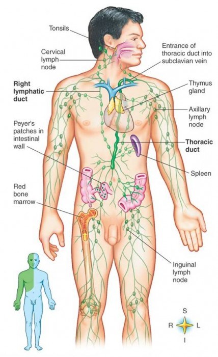 lymphatic_system-e1380064909161
